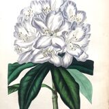 Old poster - Botanical plate 1854