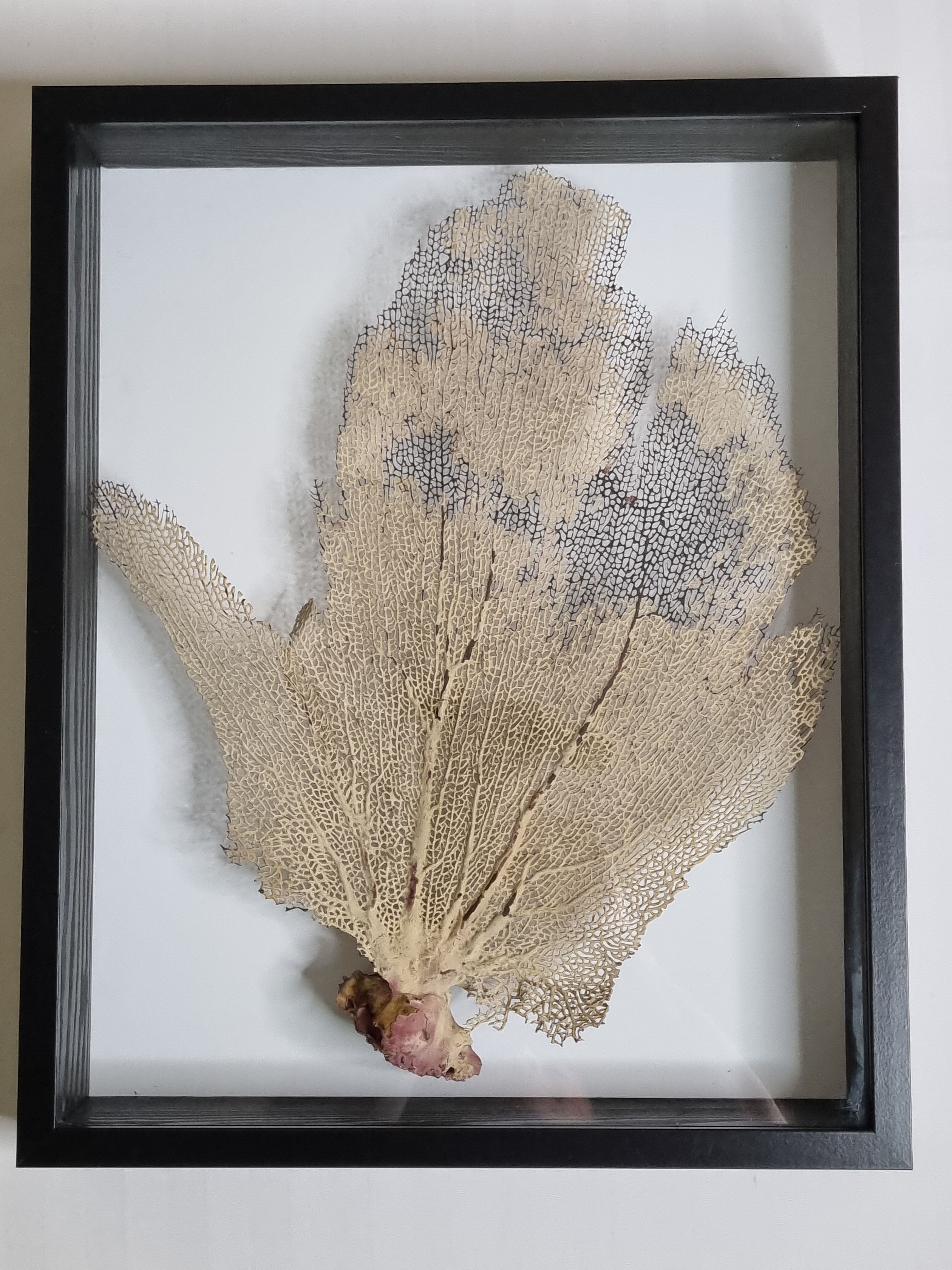 Coral branch old fan, under glass, 50 cm
