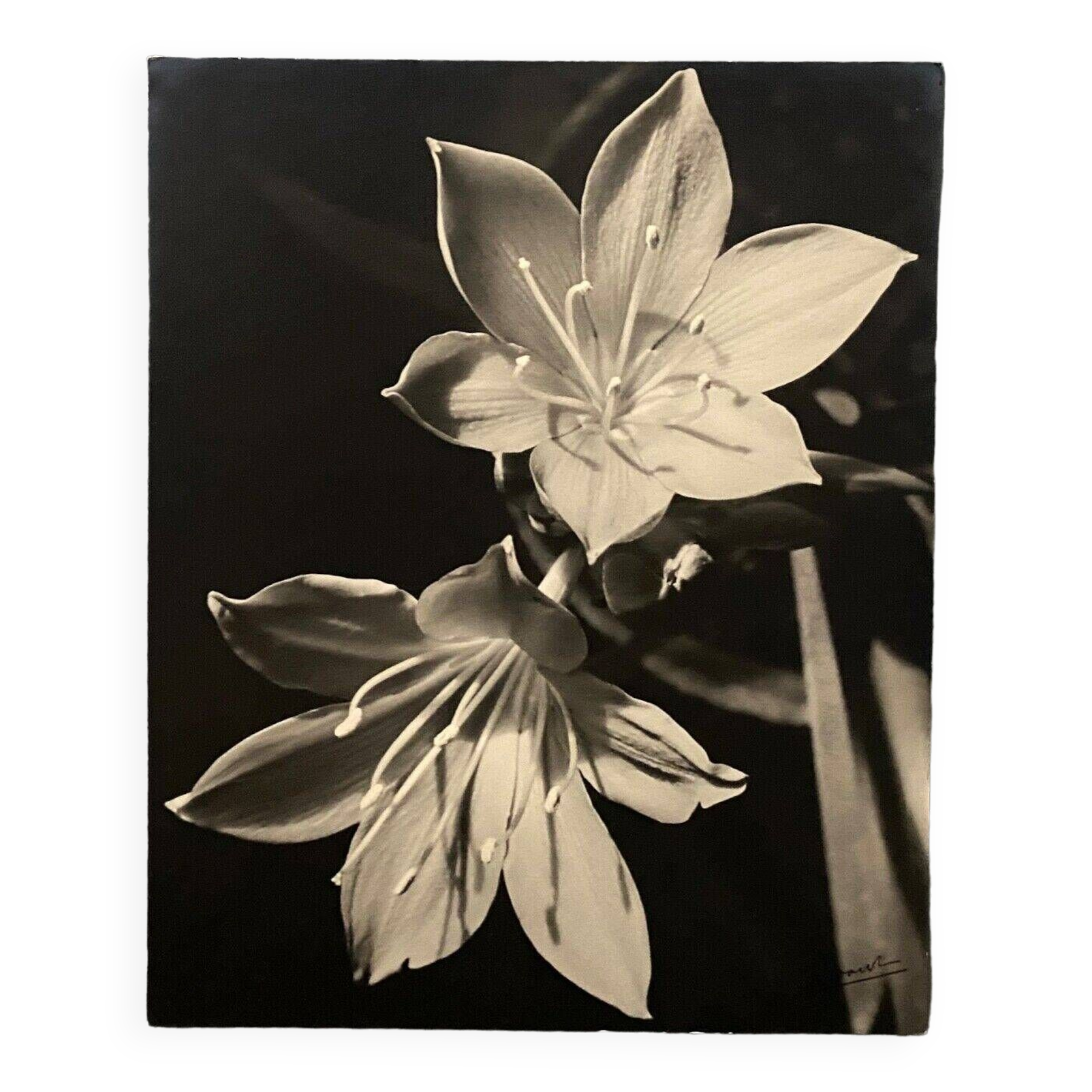 Film photography Bernard Darot XXe Lys