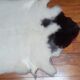 Sheepskin