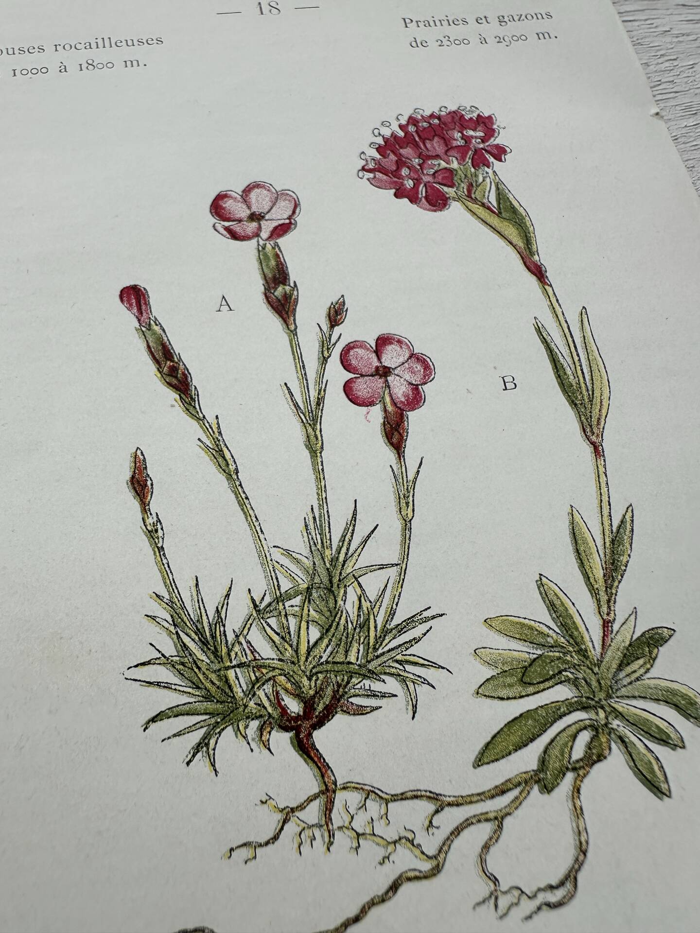 Botanical Plate 1800 Old naturalist engraving 19th century double-sided