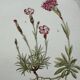 Botanical Plate 1800 Old naturalist engraving 19th century double-sided