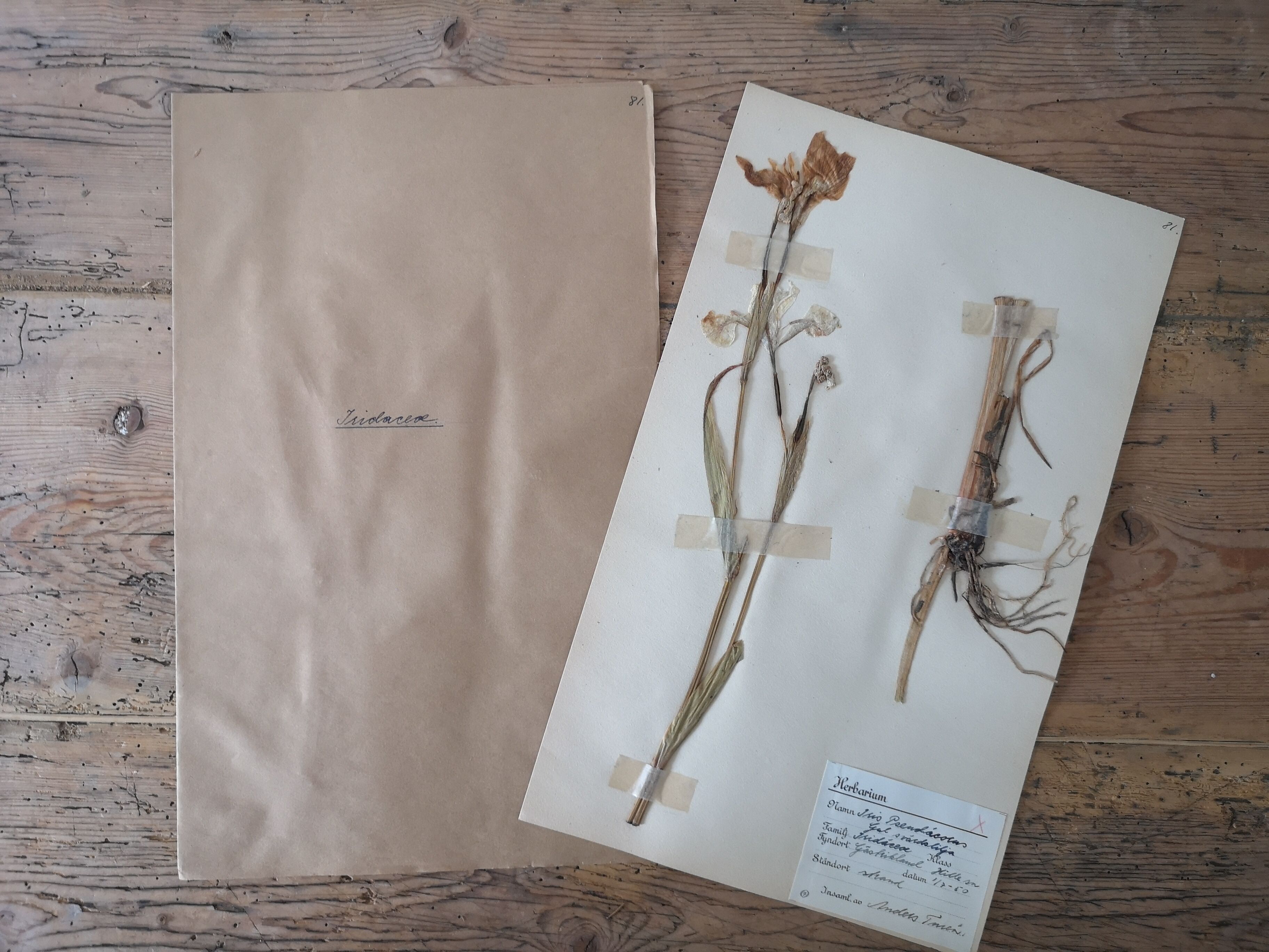 Anders's herbarium - ancient Swedish herbarium board