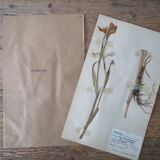 Anders's herbarium - ancient Swedish herbarium board