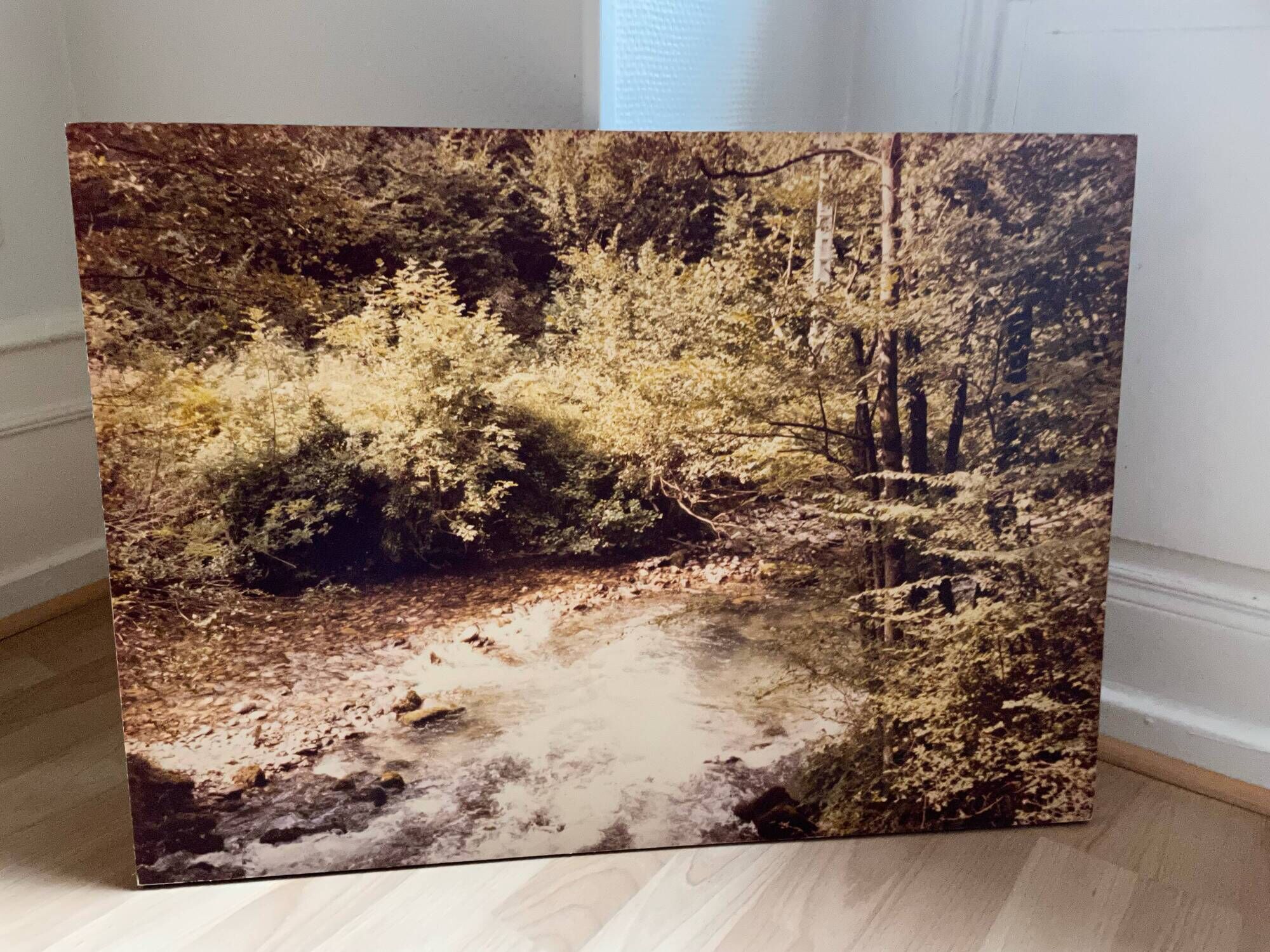 Large old photo, 70s, forest landscape - laminated