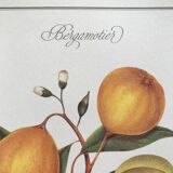 Botanical plank the Bergamotier