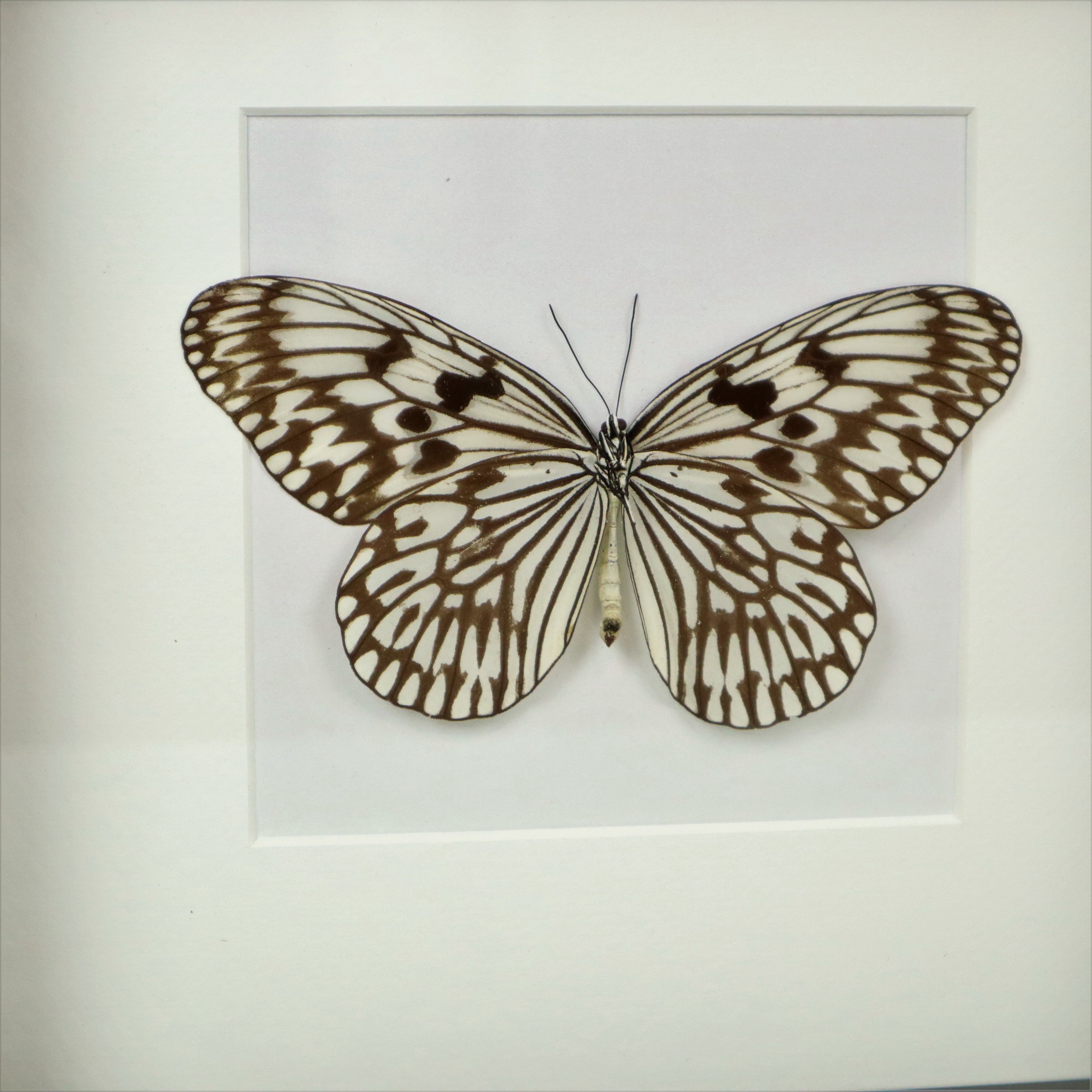 Asian Butterfly in Black Wooden Frame Insect Taxidermy Idea Idea