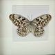 Asian Butterfly in Black Wooden Frame Insect Taxidermy Idea Idea