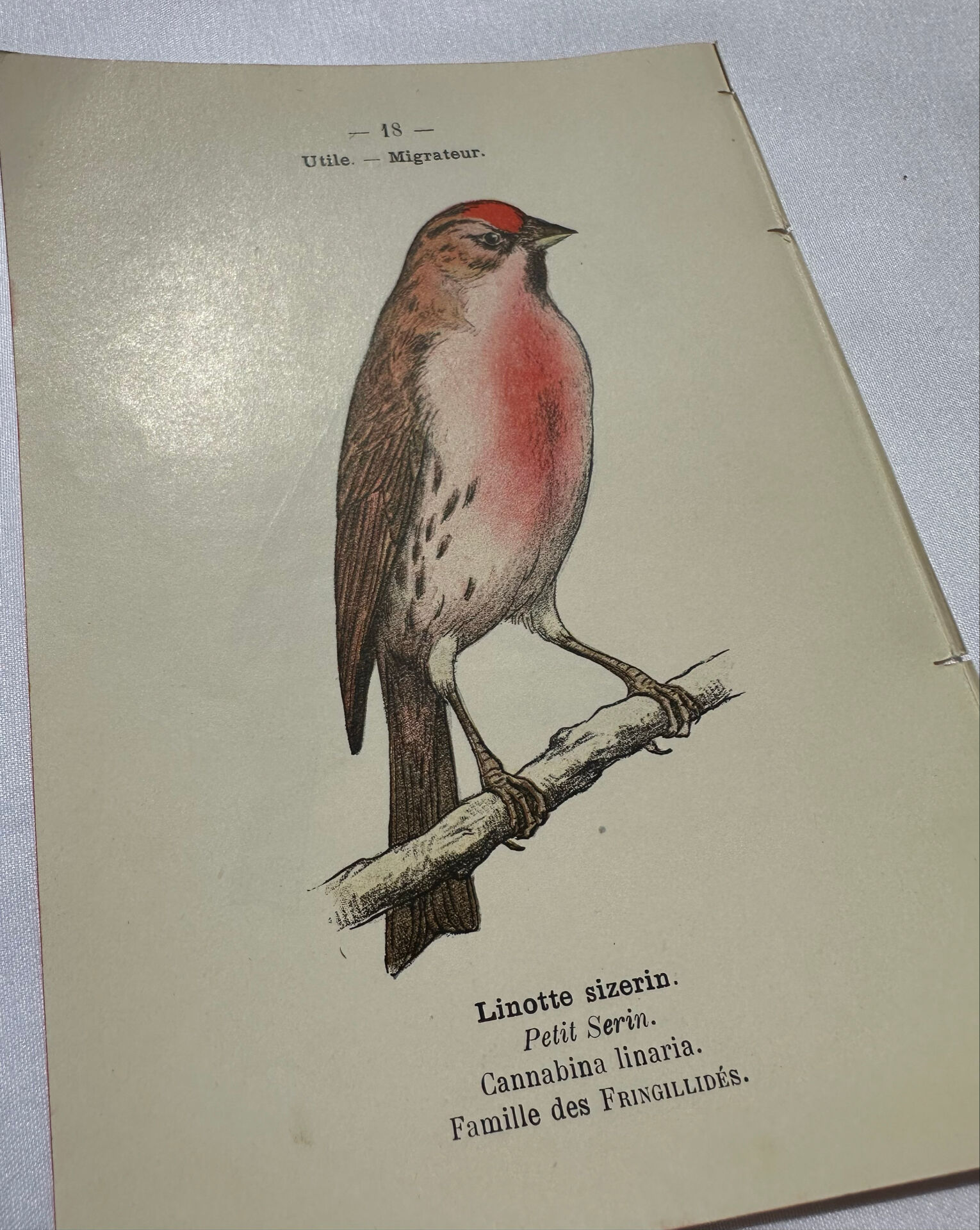 Planche Botanique Gravure oiseaux naturaliste  19eme recto verso  A
