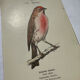 Planche Botanique Gravure oiseaux naturaliste  19eme recto verso  A