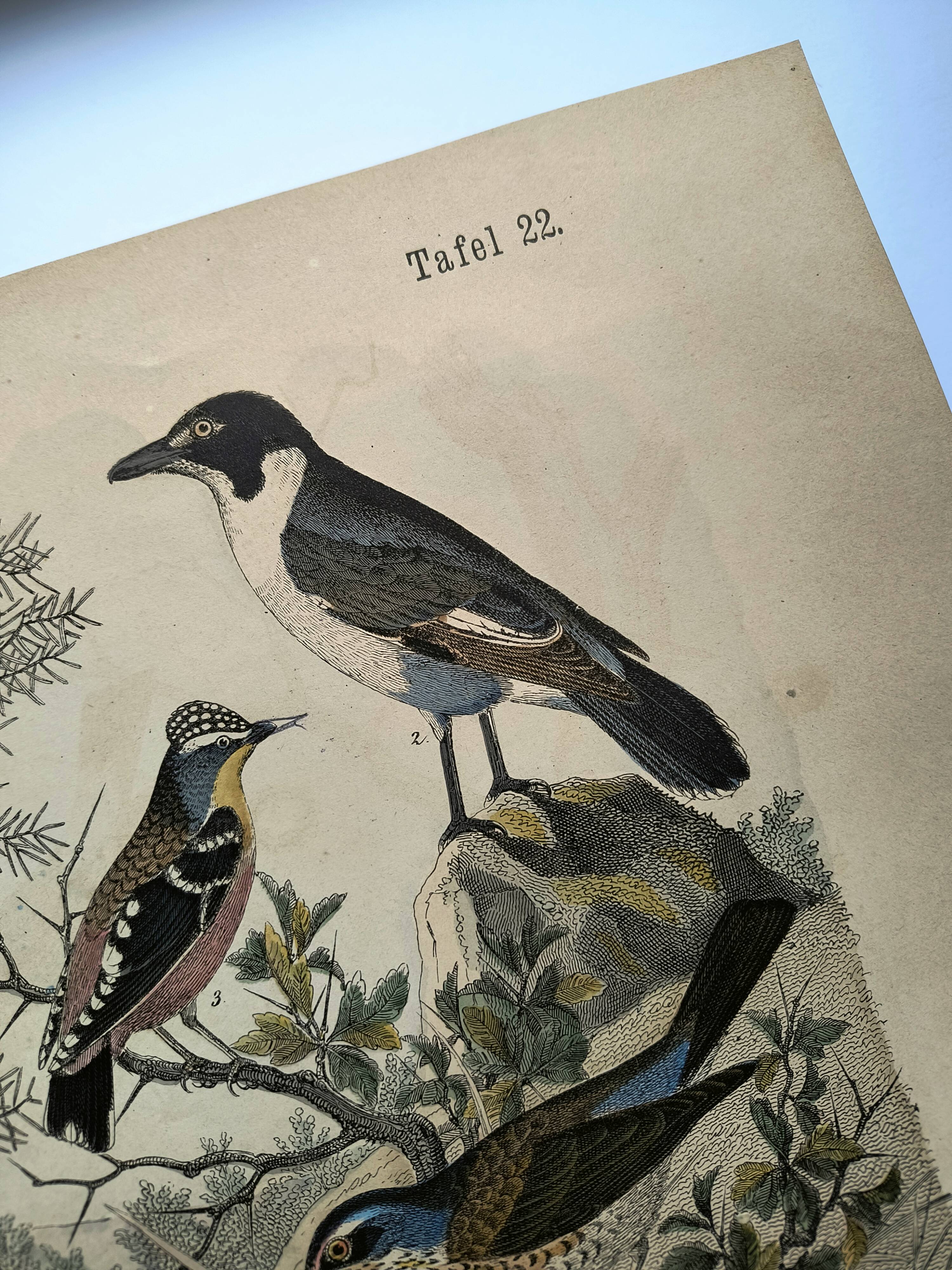 Large antique engraving, 1886 - Thrushes and European birds. Lithograph.