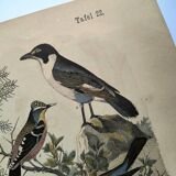 Large antique engraving, 1886 - Thrushes and European birds. Lithograph.