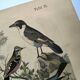 Large antique engraving, 1886 - Thrushes and European birds. Lithograph.