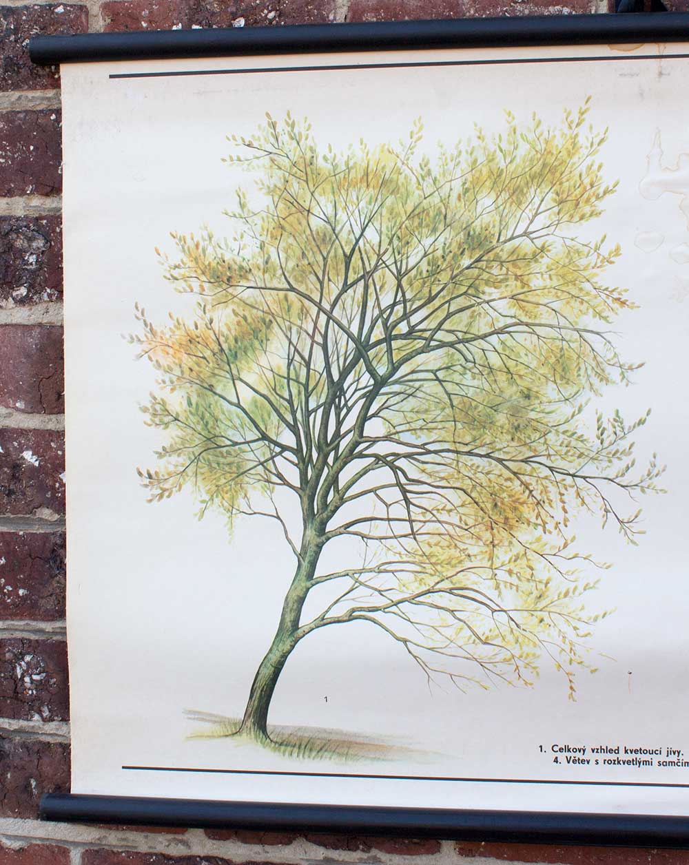 Old botanical school map willow marsault tree