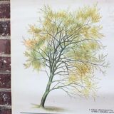 Old botanical school map willow marsault tree