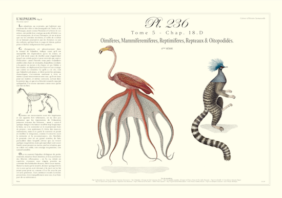 Chimera lithograph animal engraving - the maricoq