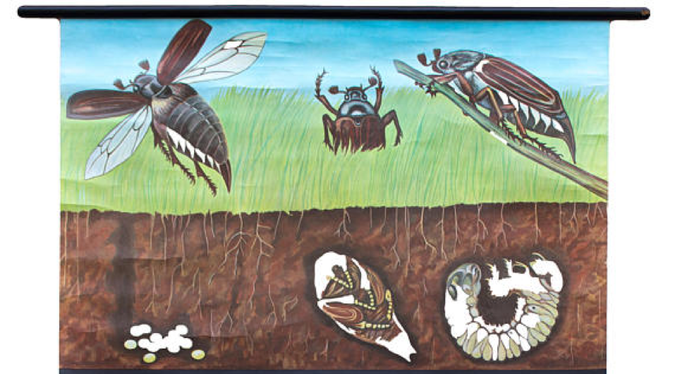 Poster of the Jung-Koch-Quentell School, May Beetle, 1973