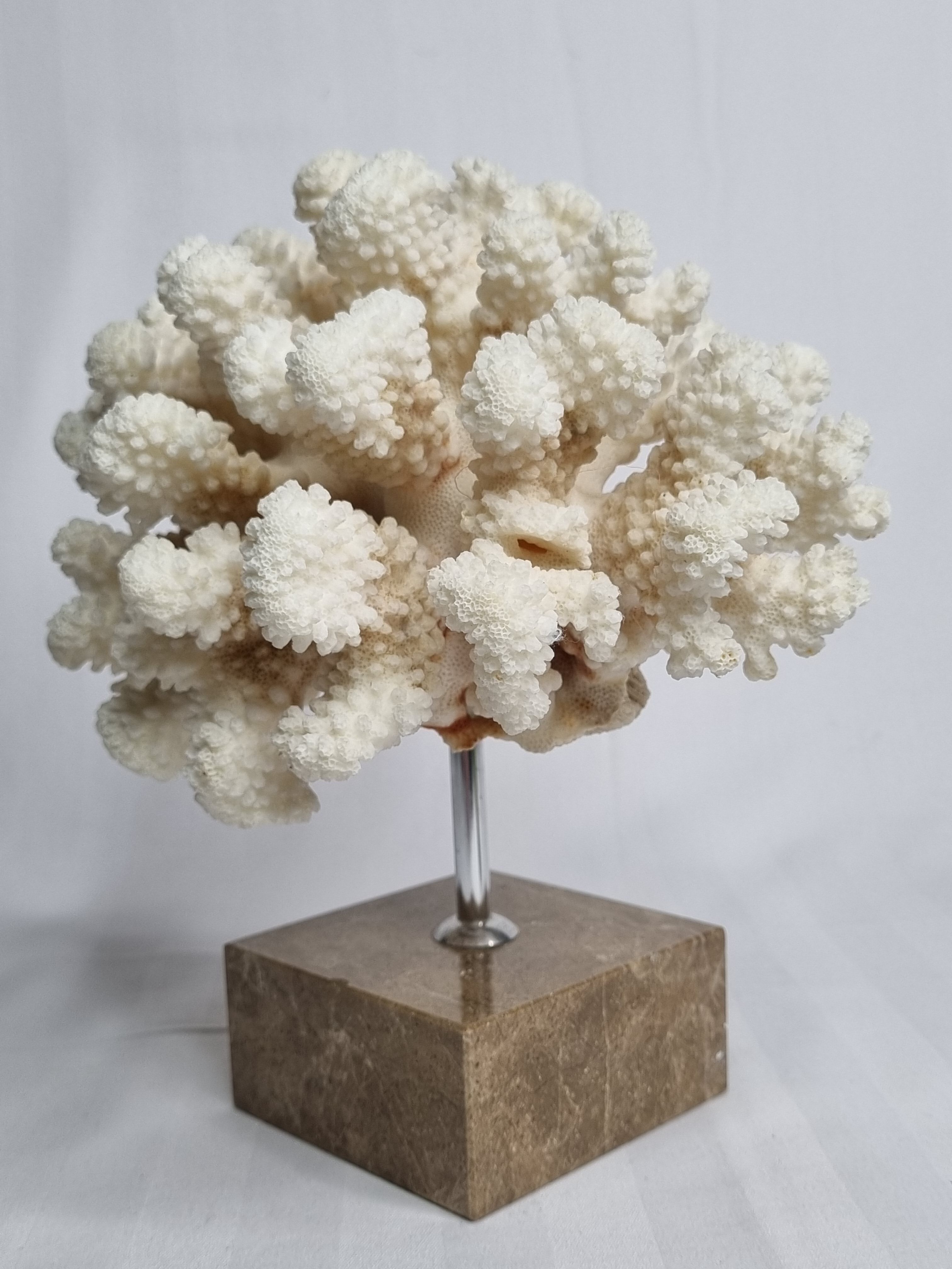 Old white coral on marble base, 20 cm