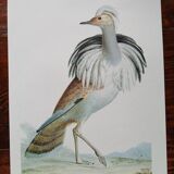 Zoological poster representing a Barbary Bustard