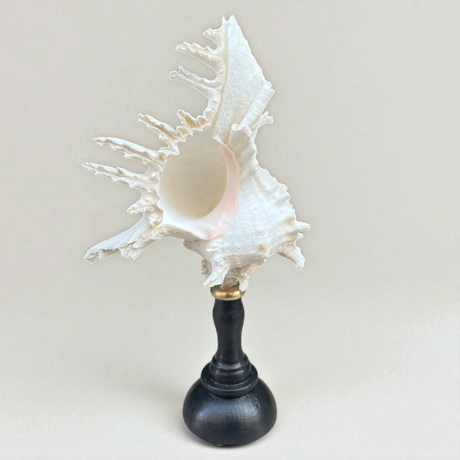 Coquillage Murex XL Sur Socle Bois – Décoration Marine 16 Cm, Style Méditerranéen