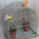 Ancienne cage à oiseaux
