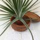 Basket with lid  vintage round