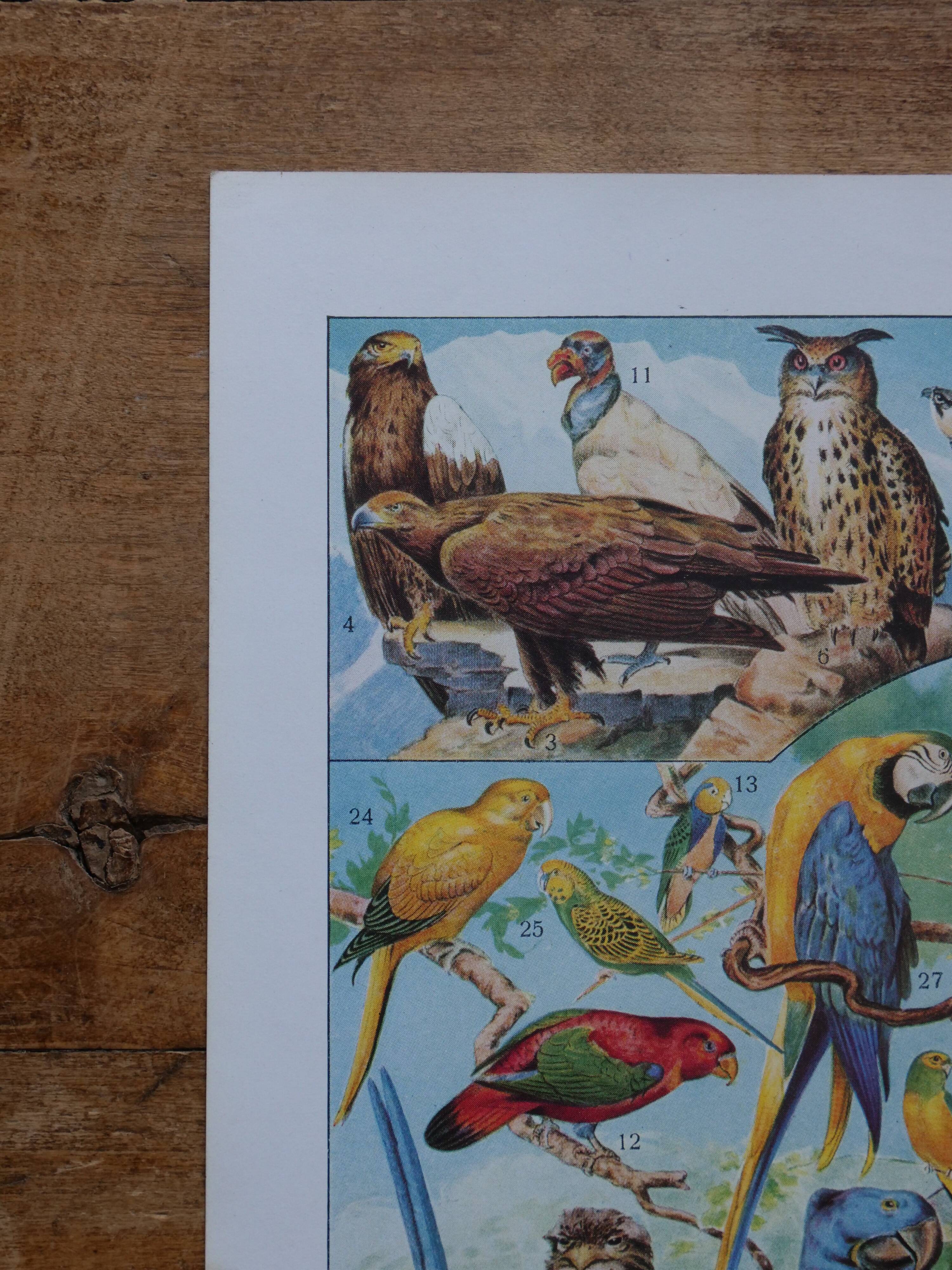 Original lithographs on birds