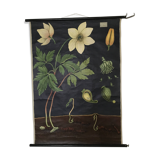 Displays educational anemone Nemorosa 1950