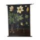 Displays educational anemone Nemorosa 1950