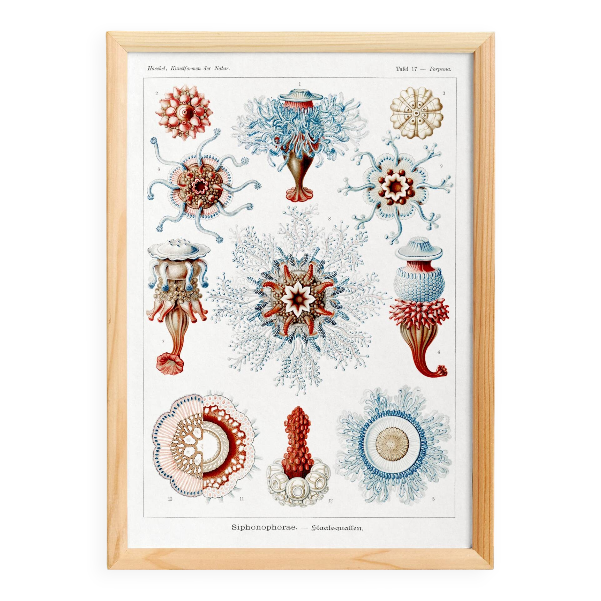 Poster about siphonophores, based on an old lithograph from 1904.