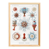 Poster about siphonophores, based on an old lithograph from 1904.
