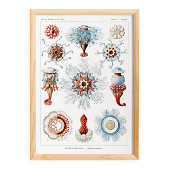 Poster about siphonophores, based on an old lithograph from 1904.