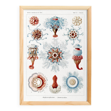 Poster about siphonophores, based on an old lithograph from 1904.