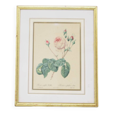 Vintage gold frame print rose