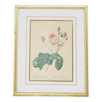 Vintage gold frame print rose