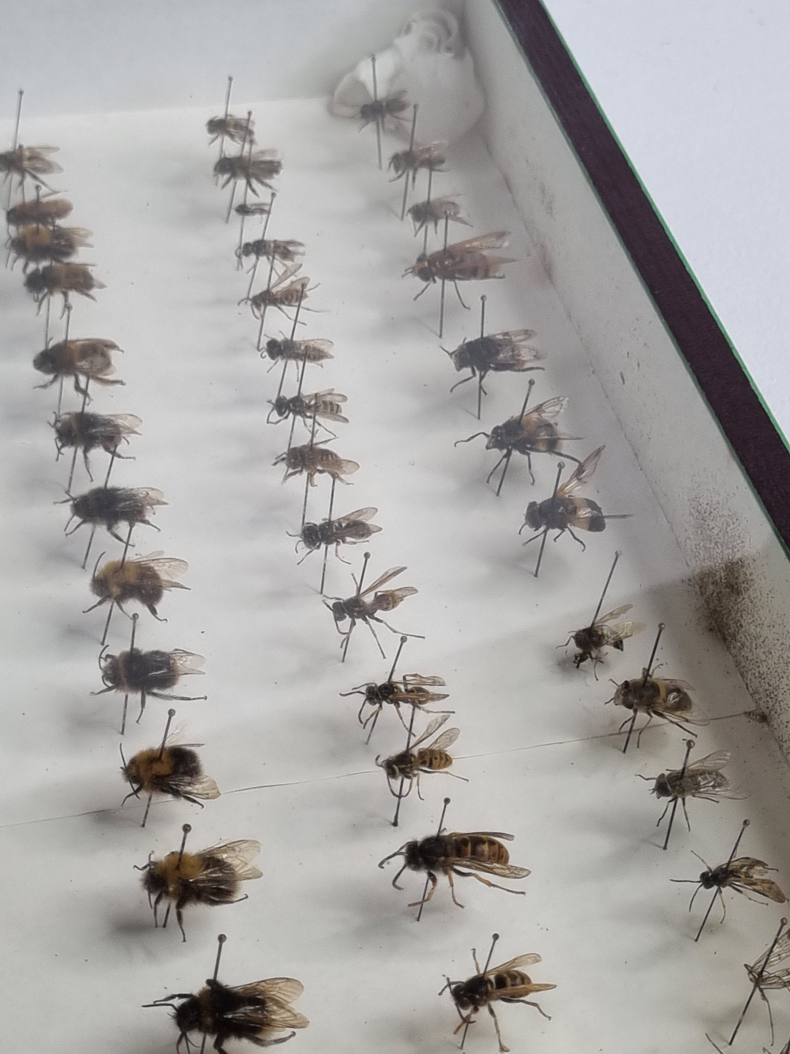 Collection d'entomologiste 67 variétés d'hyménoptères