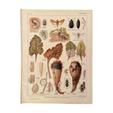 Lithograph on the diseases and enemies of beet from 1921