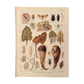Lithographie sur les maladies et ennemis de la betterave de 1921