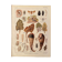 Lithographie sur les maladies et ennemis de la betterave de 1921