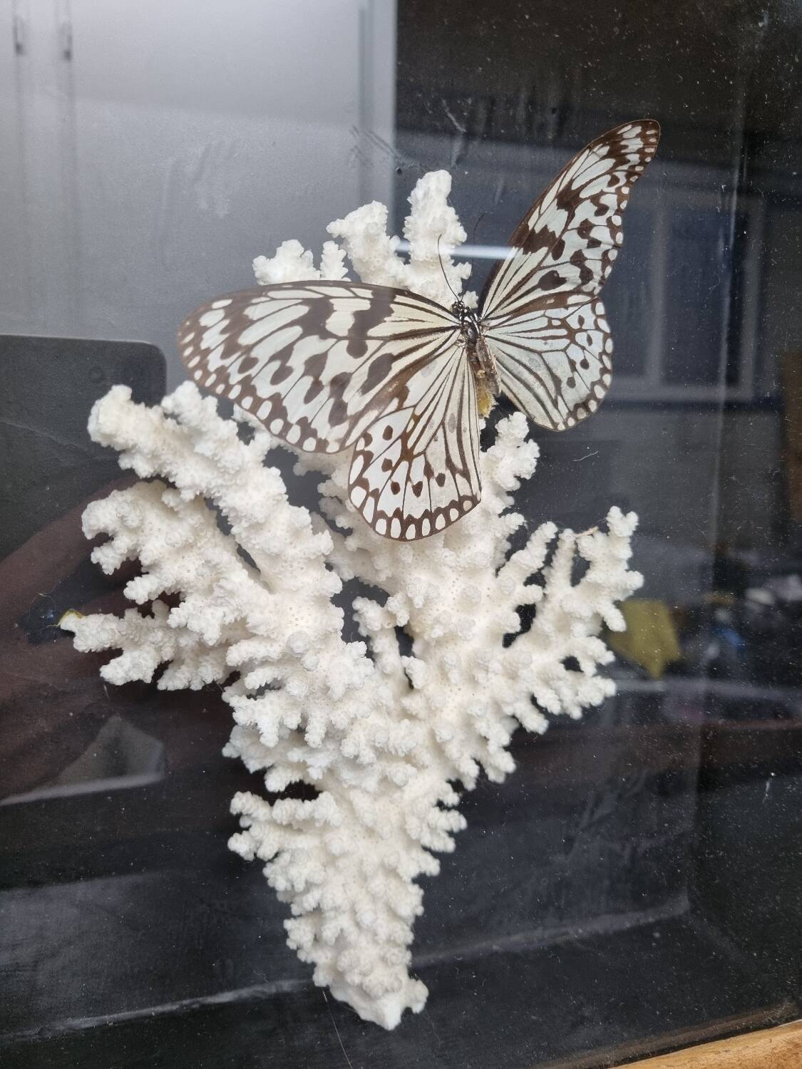 Butterfly and coral display case