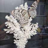 Vitrine papillon et corail