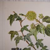 Botanical plate Ivy