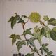 Botanical plate Ivy