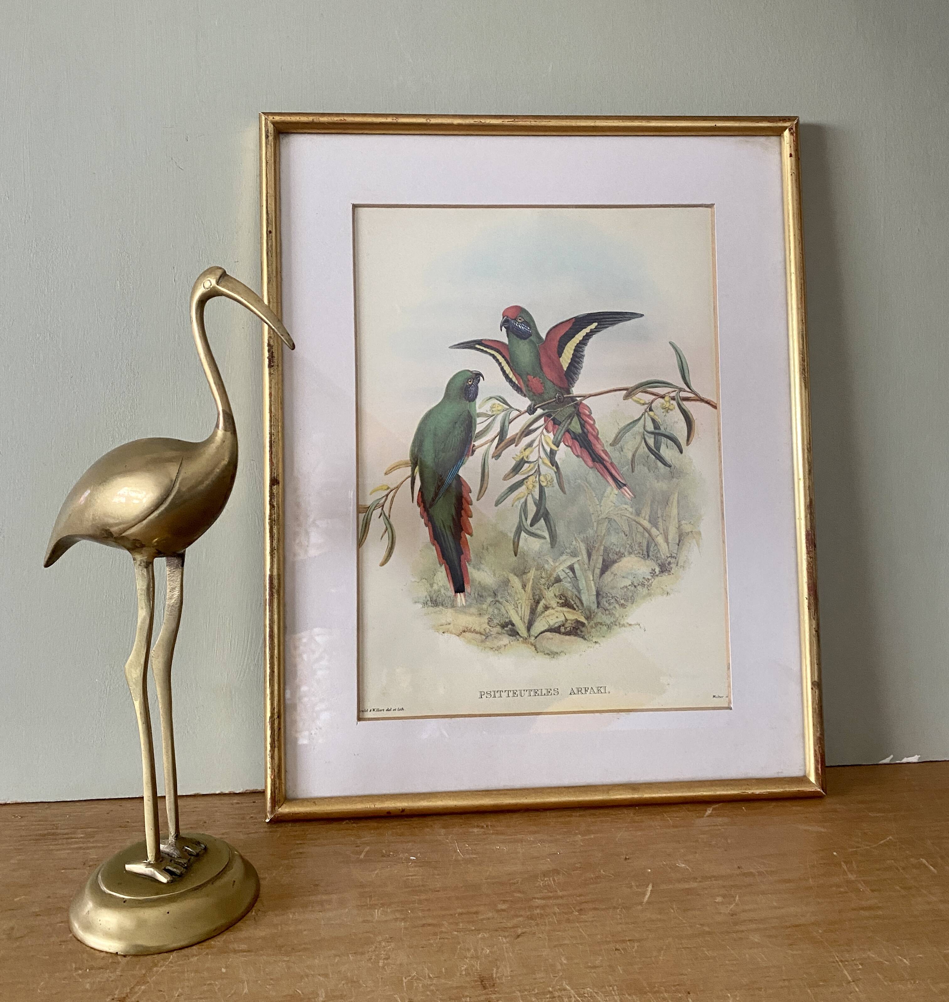 Old poster of birds in its original frame