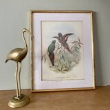 Old poster of birds in its original frame