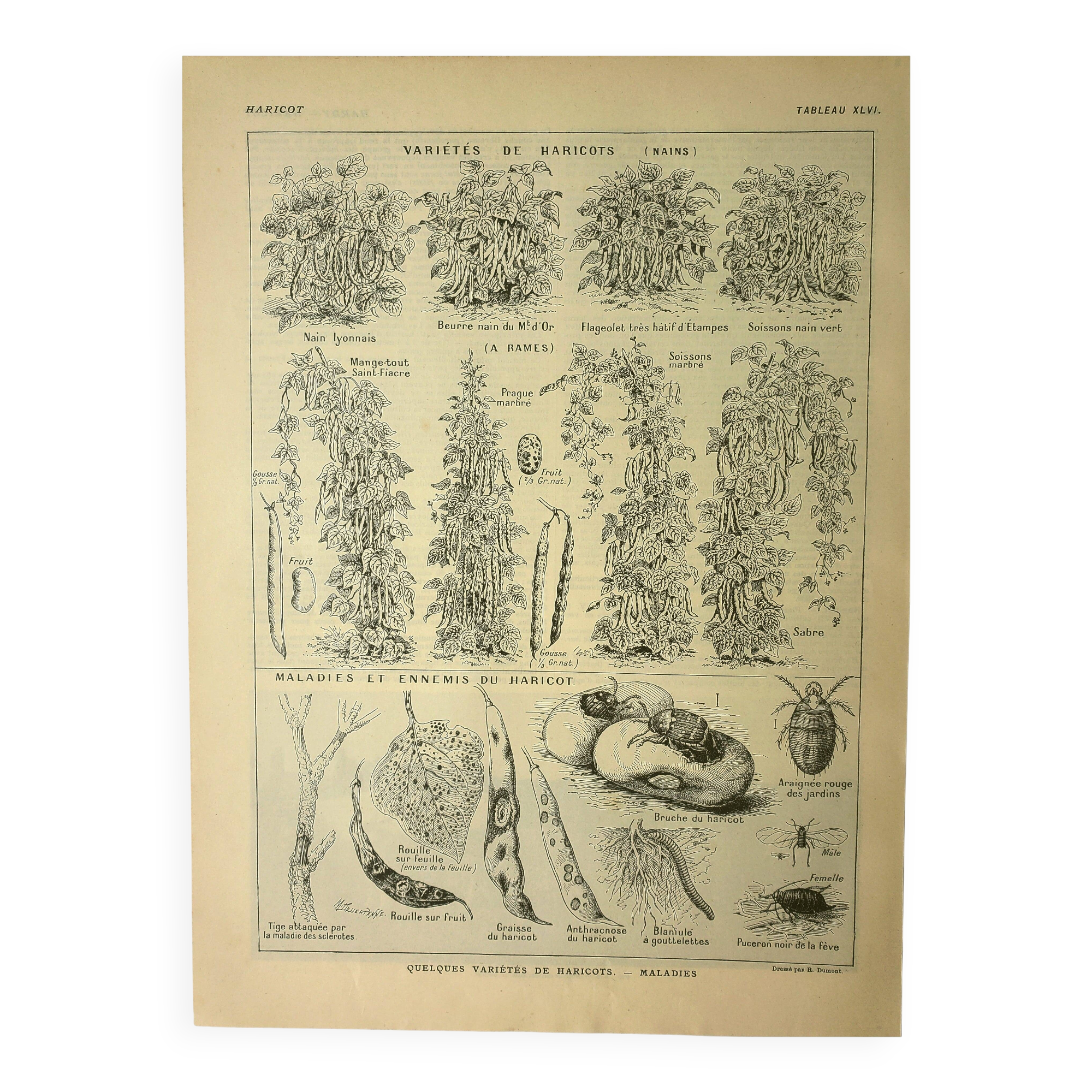 Gravure ancienne 1921 - Haricots par M. Dessertenne - planche du potager