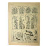 Gravure ancienne 1921 - Haricots par M. Dessertenne - planche du potager