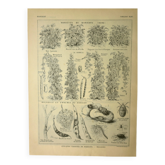 Gravure ancienne 1921 - Haricots par M. Dessertenne - planche du potager