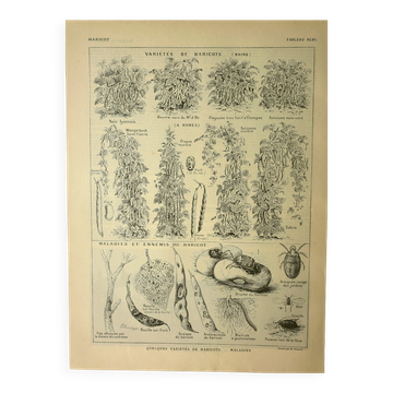 Antique engraving, 1921 - Beans by M. Dessertenne - vegetable garden plate
