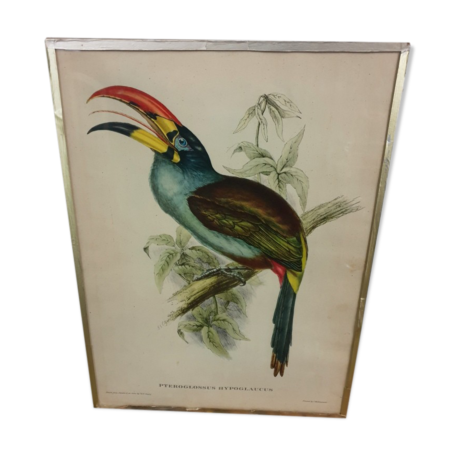 Table Bird illustration - The Toucan - Pteroglossus hypoglaucus